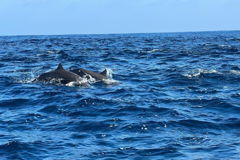 Puerto Escondido: Bootstour zu Delfinen und MeerestierenPrivate Tour