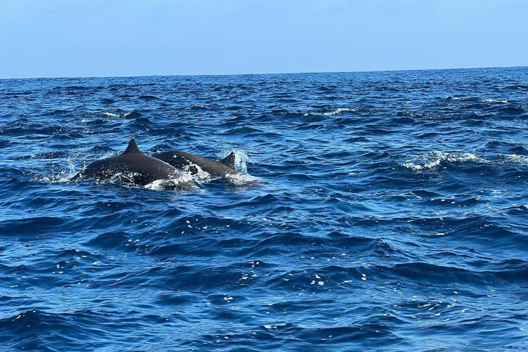 Puerto Escondido: Bootstour zu Delfinen und MeerestierenPrivate Tour