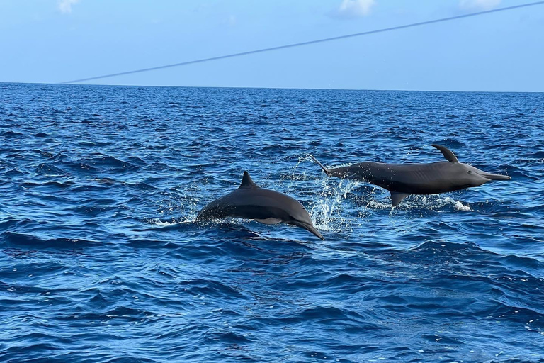 Puerto Escondido: Bootstour zu Delfinen und MeerestierenPrivate Tour