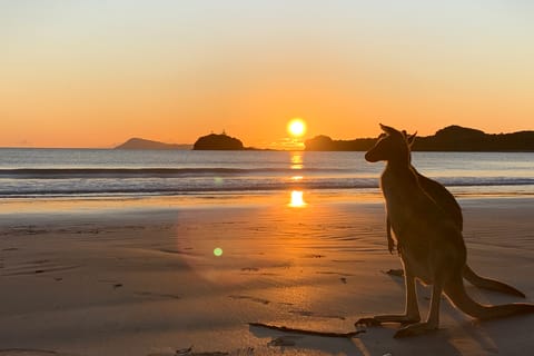 Mackay: Wallabies Viewing Beach Sunrise Trip in Mackay