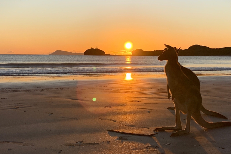 Sonnenaufgang am Strand mit den Wallabies
