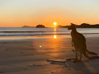 From Mackay: Wallabies on the Beach Sunrise Trip