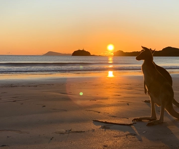 From Mackay: Wallabies on the Beach Sunrise Trip