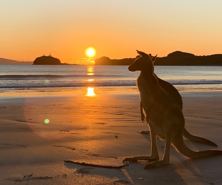 Mackay: Wallabies Viewing Beach Sunrise Trip in Mackay
