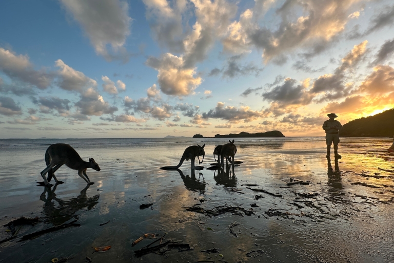 Sonnenaufgang am Strand mit den Wallabies