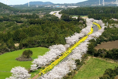 Jeju-eiland: aanpasbare privétour met auto van een hele dagRondleiding per bus (tot 40 personen)