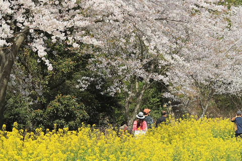 Île de Jeju : Journée complète de visite guidée en voiture privée personnalisableVisite en camionnette (jusqu&#039;à 7 personnes)