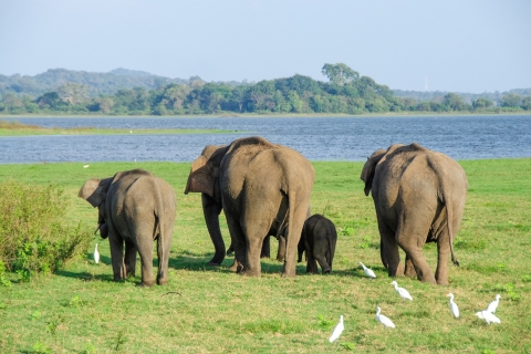 Dieren in het wild in Sri Lanka, schilderachtig heuvelland, strand aan de zuidkust