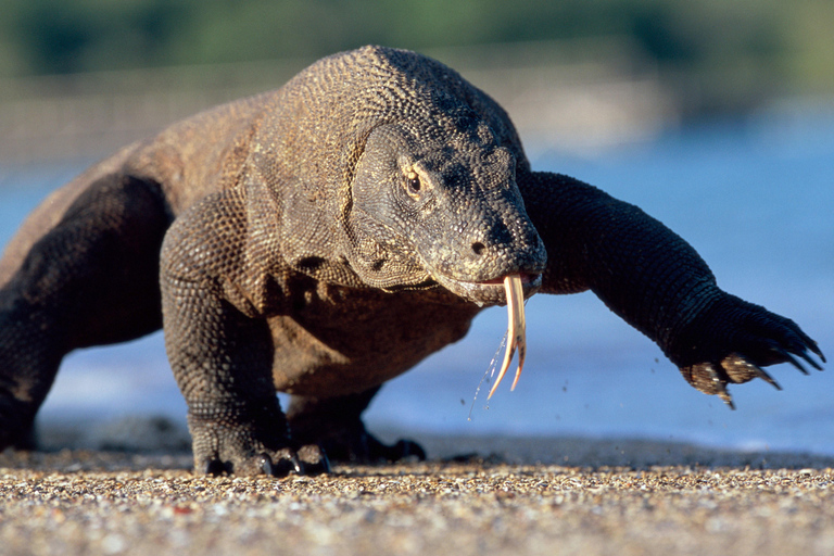 Open Trip Komodo 3 Days 2 Nights