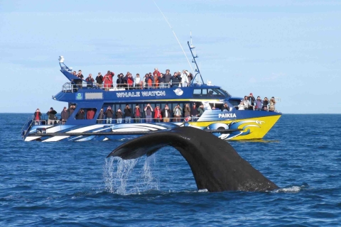Van Tangalle: Mirissa Whale Watching Tour met ontbijt