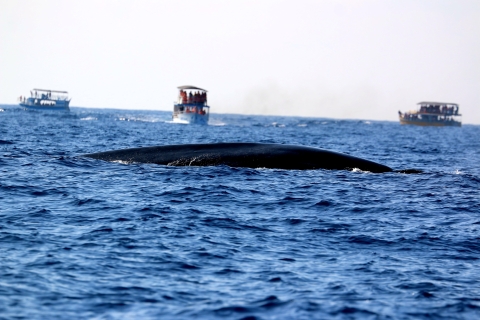 From Tangalle: Mirissa Whale Watching Tour with Breakfast