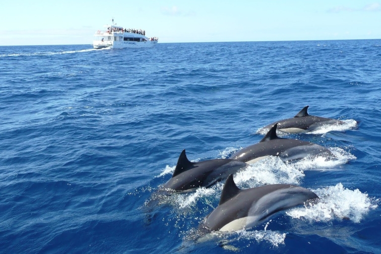 Au départ de Tangalle : Excursion d'observation des baleines à Mirissa avec petit-déjeunerDepuis Tangalle : Observation des baleines à Mirissa avec petit-déjeuner