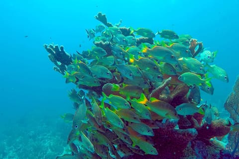 Belize: Scuba Diving and Snorkeling Tour at Hol Chan Reserve
