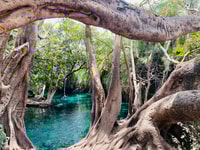 Desde Moshi, gira privada de día completo a Kikuletwa Hot Springs - Housity