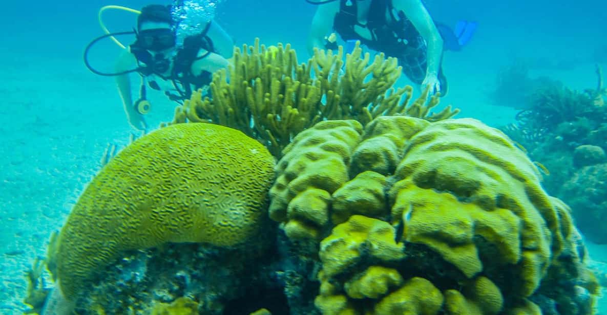 San Pedro Belize Barrier Reef 2Tank Scuba Diving Trip GetYourGuide