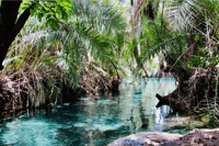 Desde Moshi, gira privada de día completo a Kikuletwa Hot Springs - Housity