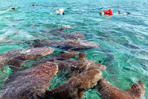 From San Pedro: 3-Stop Snorkeling Speedboat Tour with Gear