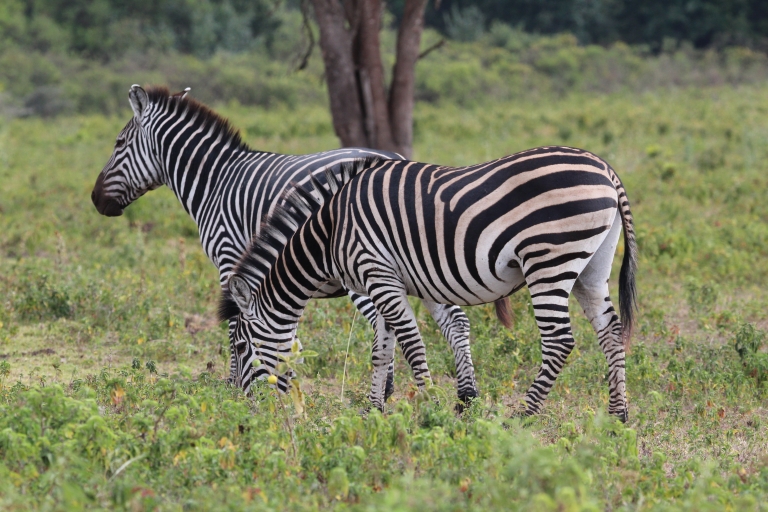 Dagtocht naar Arusha National Park met een wandelsafari
