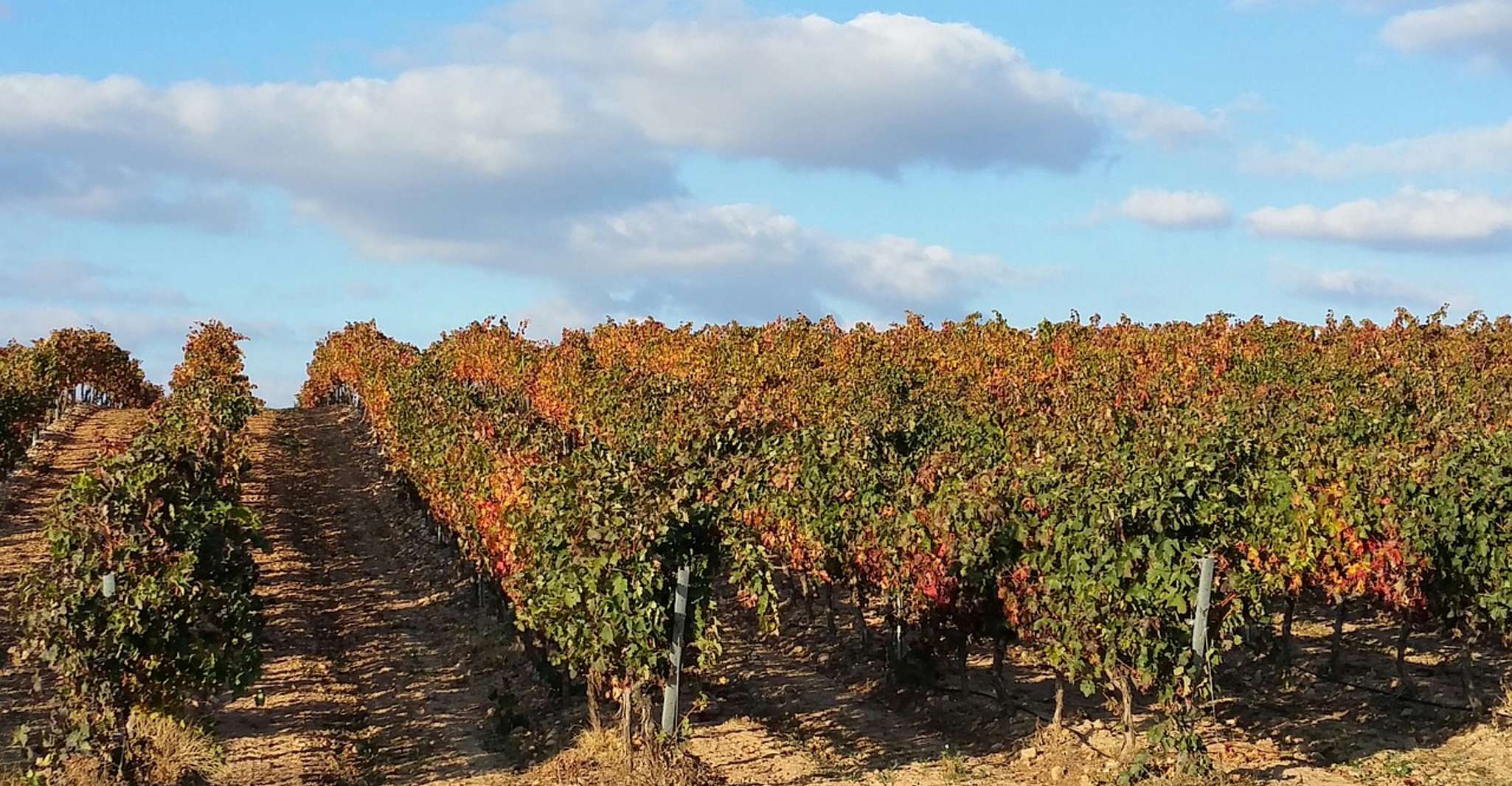 Rioja Wine Tour - Full Day Private Tour from San Sebastian - Housity