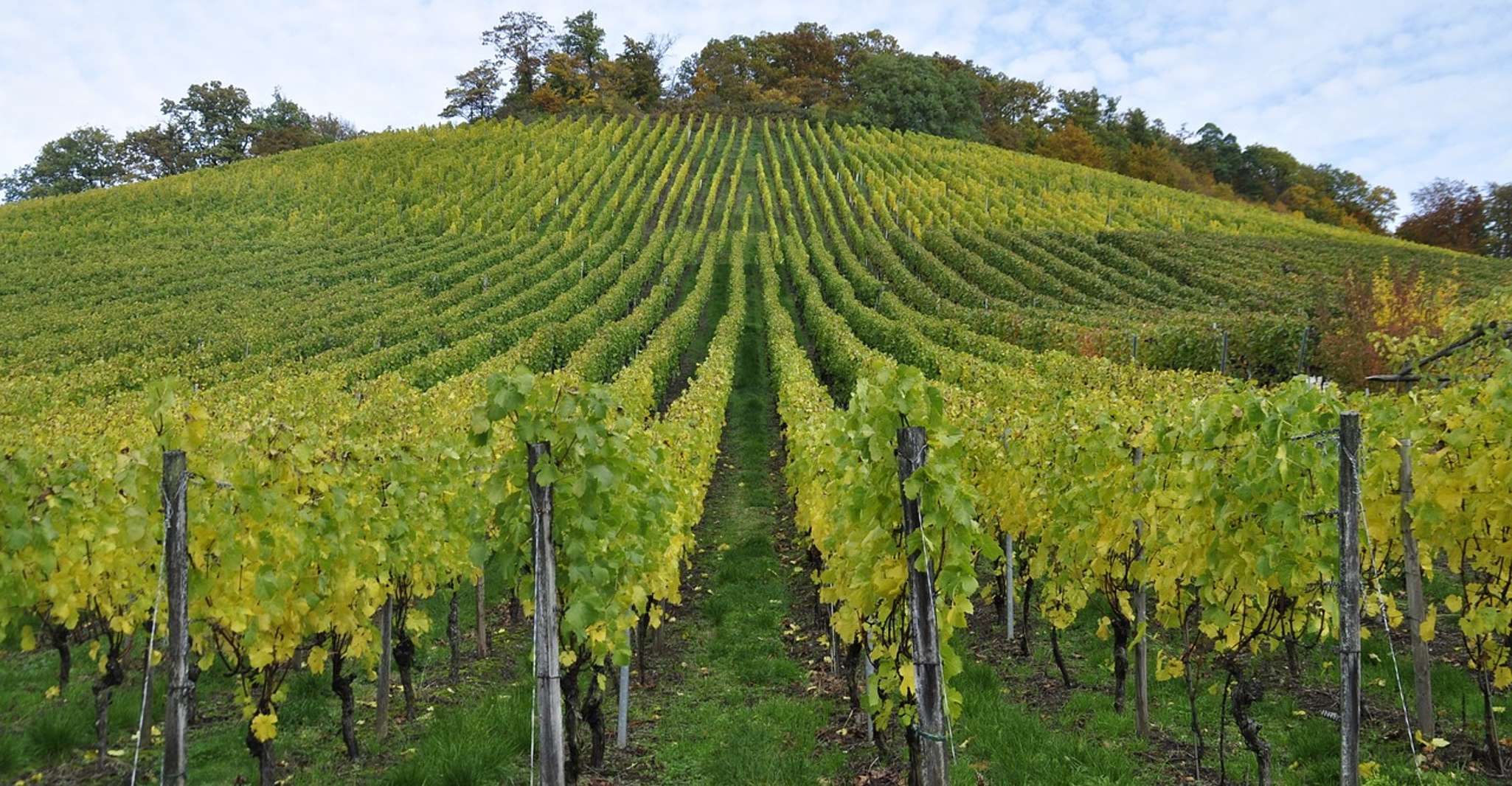 Rioja Wine Tour - Full Day Private Tour from San Sebastian - Housity