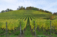 Rioja Wine Tour - Tour privée d'une journée de San Sebastian - Housity