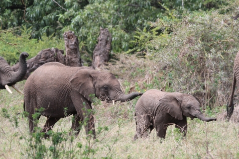 Safari de 2 días y 1 noche a Tarangire y Ngorongoro