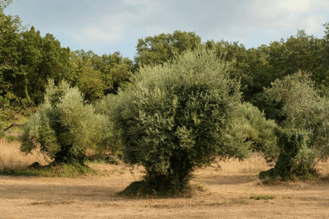 Tour delle olive del nord di Corfù con degustazione di olio d&#039;oliva e MezeCorfù: tour dell&#039;oliva con degustazione di olio d&#039;oliva e Meze