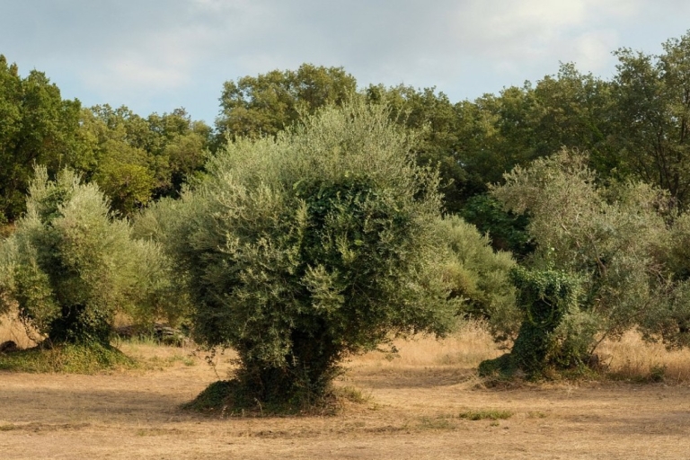 Korfu: Prywatna wycieczka po oliwkach z degustacją oliwy z oliwek i Meze