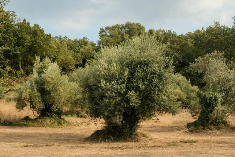 Corfu: privé olijftour met olijfolieproeverij en meze