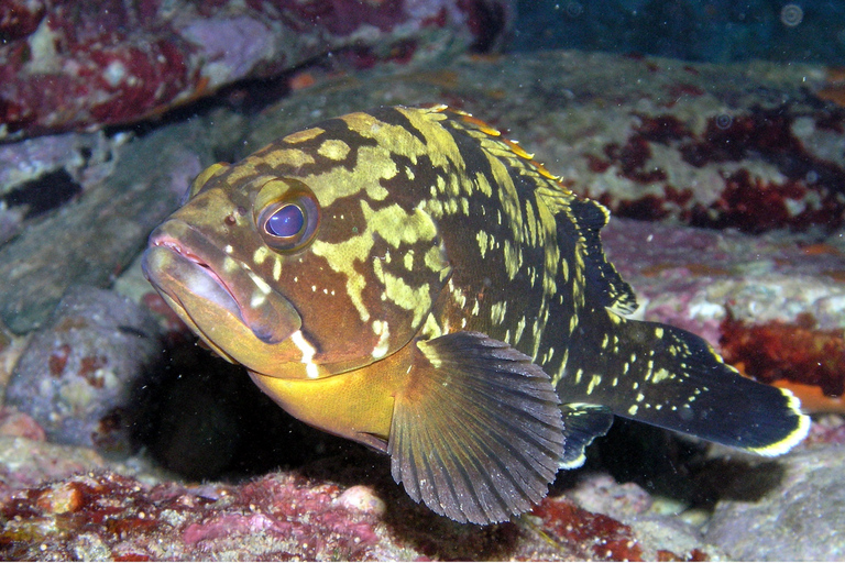 Agia Pelagia : Initiation à la plongée sous-marine