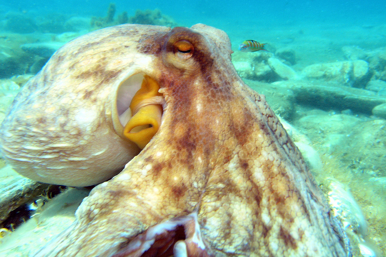 Agia Pelagia : Initiation à la plongée sous-marine