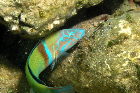 Agia Pelagia : Initiation à la plongée sous-marine