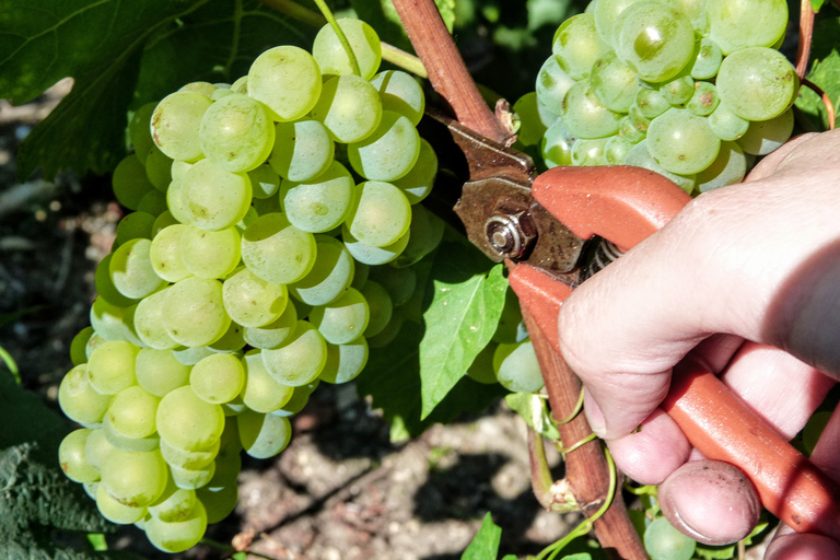 Excursão de 1 dia a Pommery para pequenos gruposTour fácil de champanhe para pequenos grupos