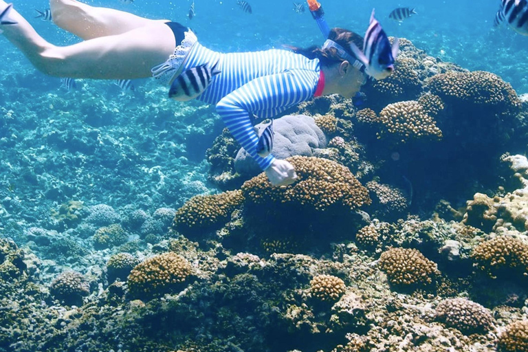 Cartagena: Rosario Oceanarium, Snorkel & Swim with Dolphins Cartagena: Rosario Islands Tour with Oceanarium & Snorkeling