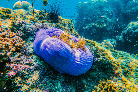 Koh Samui: Koh Tao and Nangyuan Snorkeling Tour with Lunch