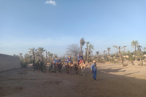 Camel Ride Tour in the Palm Grove of Marrakech