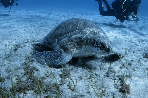 Tenerife: Private Scuba Diving Experience for Every Level