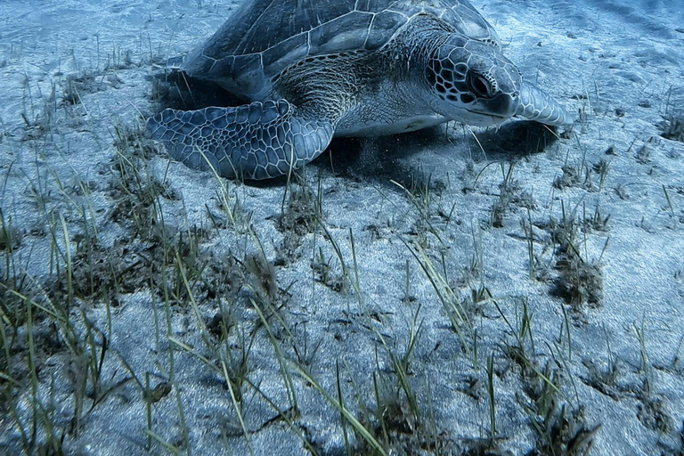 Tenerife: Private Scuba Diving Experience for Every Level