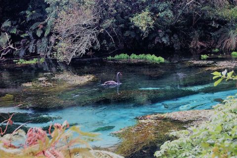 Rotorua : Excursion écologique d'une demi-journée à la découverte des lacs