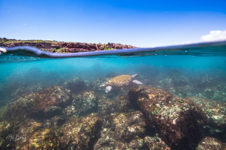 Costa Dorada: Excursión de medio día de snorkel con tortugas