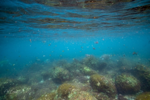 Gold Coast: Halve dag snorkelen met schildpadden