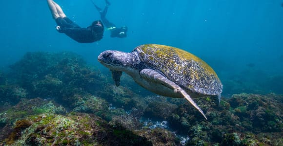 Gold Coast: Snorkeling with Turtles Half-Day Tour