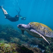 Gold Coast: Snorkeling with Turtles Half-Day Tour