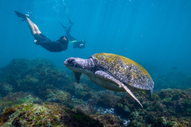 Gold Coast: Półdniowa wycieczka z nurkowaniem z żółwiamiGold Coast: półdniowa wycieczka z nurkowaniem z żółwiami