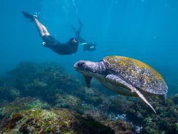 Gold Coast: Snorkeling with Turtles Half-Day Tour