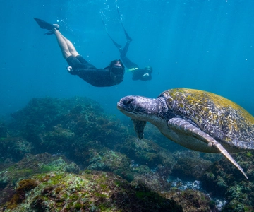 Gold Coast: Tour di mezza giornata di snorkeling con le tartarughe