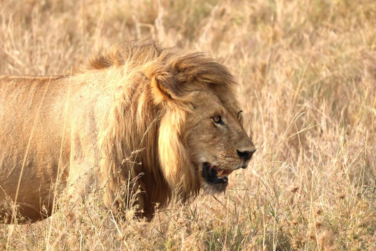 Arusha: 6-Day Northern Tanzania Safari