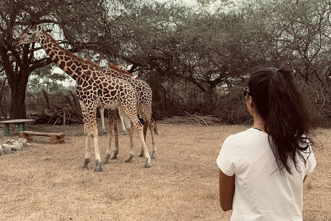 Mombasa: Guidad naturvandring bland giraffer i Haller Park.