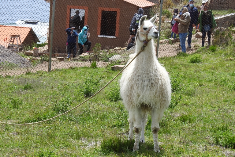 Van La Paz: Titicacameer 1 dag privéservice