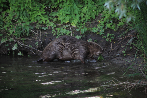 Biesbosch: Rondvaart en Biesbosch Museumeiland ticket